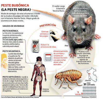 cliqueu per veure més gran la transmissió de la pesta. Informació obtinguda a en http://placidosociales.blogspot.com/2011/04/2-ccss-tema-8-la-peste-negra.html la peste negra